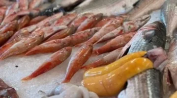 سوق بورسعيد اليوم.. قائمة أسعار الأسماك في مستهل معاملات الأحد بمدن القناة